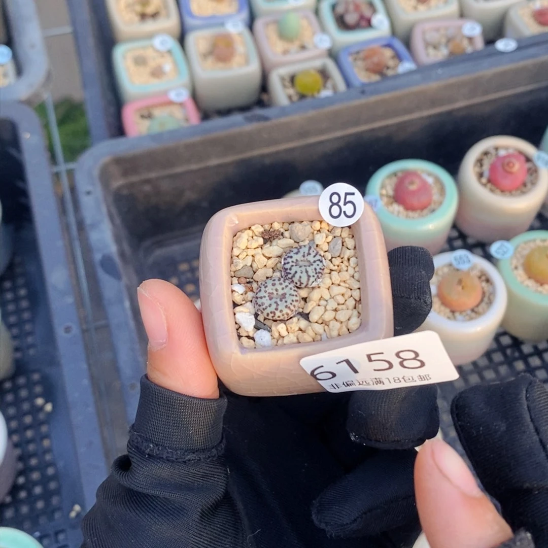 日*?6158--一物一拍 带盆