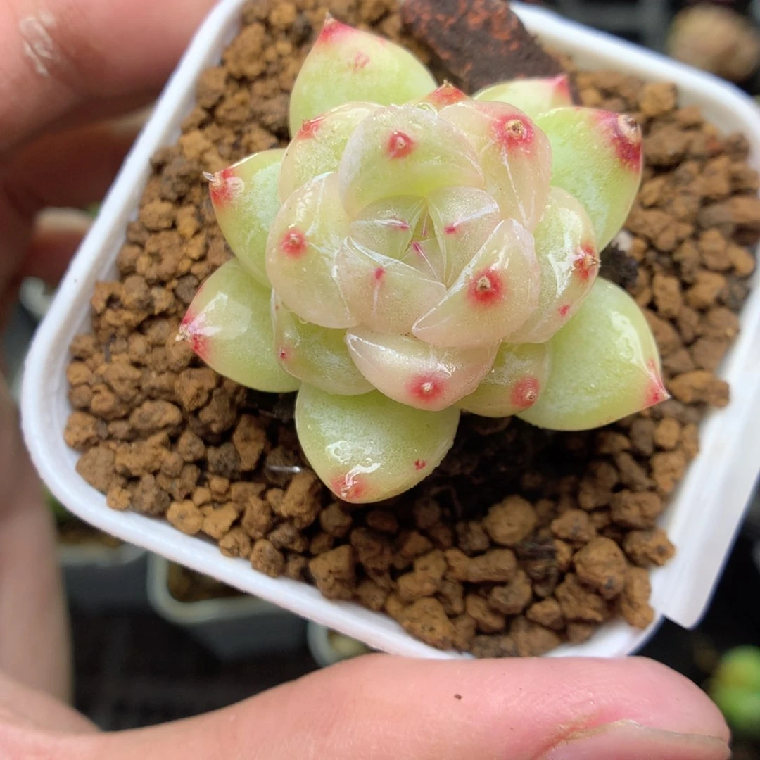 T178y y y y y g g g g g g