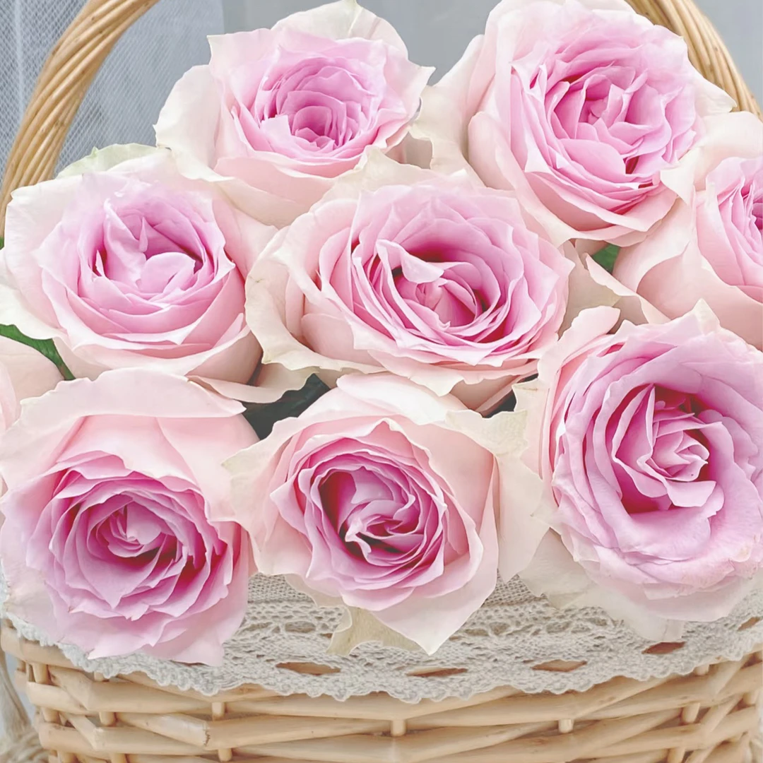 【单头玫瑰】玫瑰花  好开好养 母亲节鲜花礼物 可以做干花