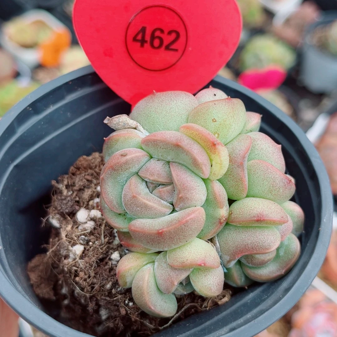 风靡园艺玉缕珍妮群