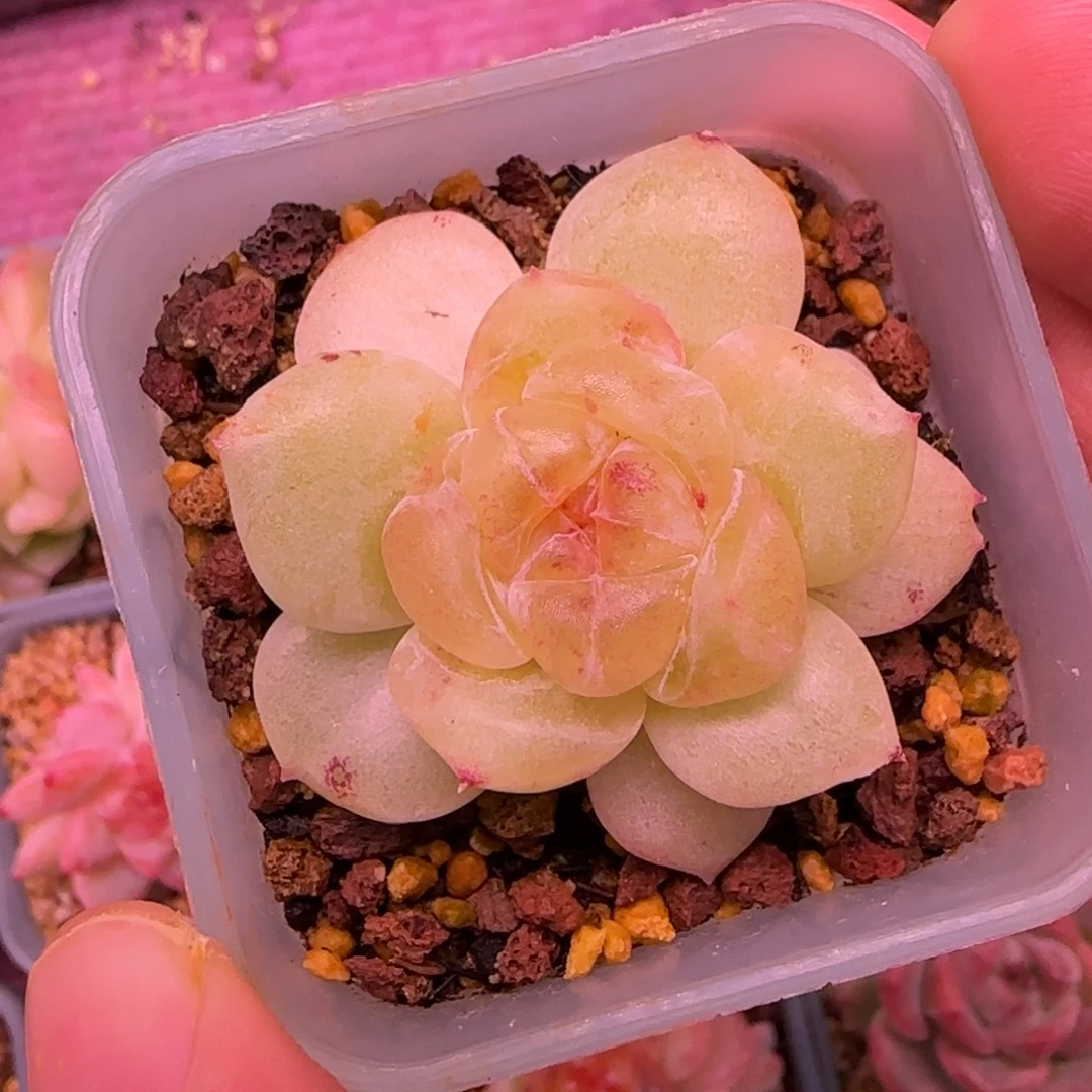 一物一拍财富密码A