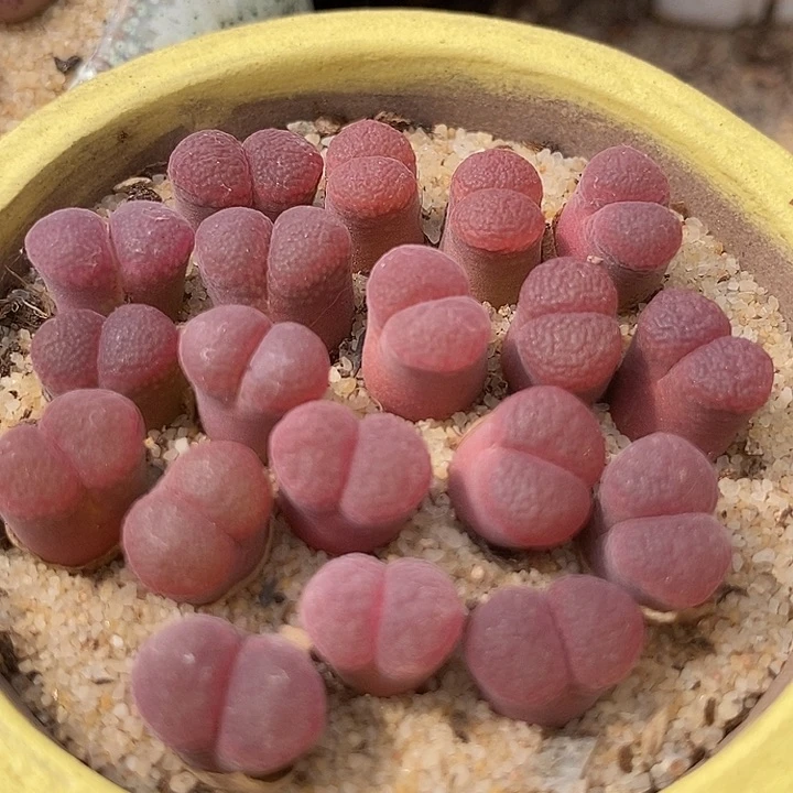 超级萝莉风铃一颗