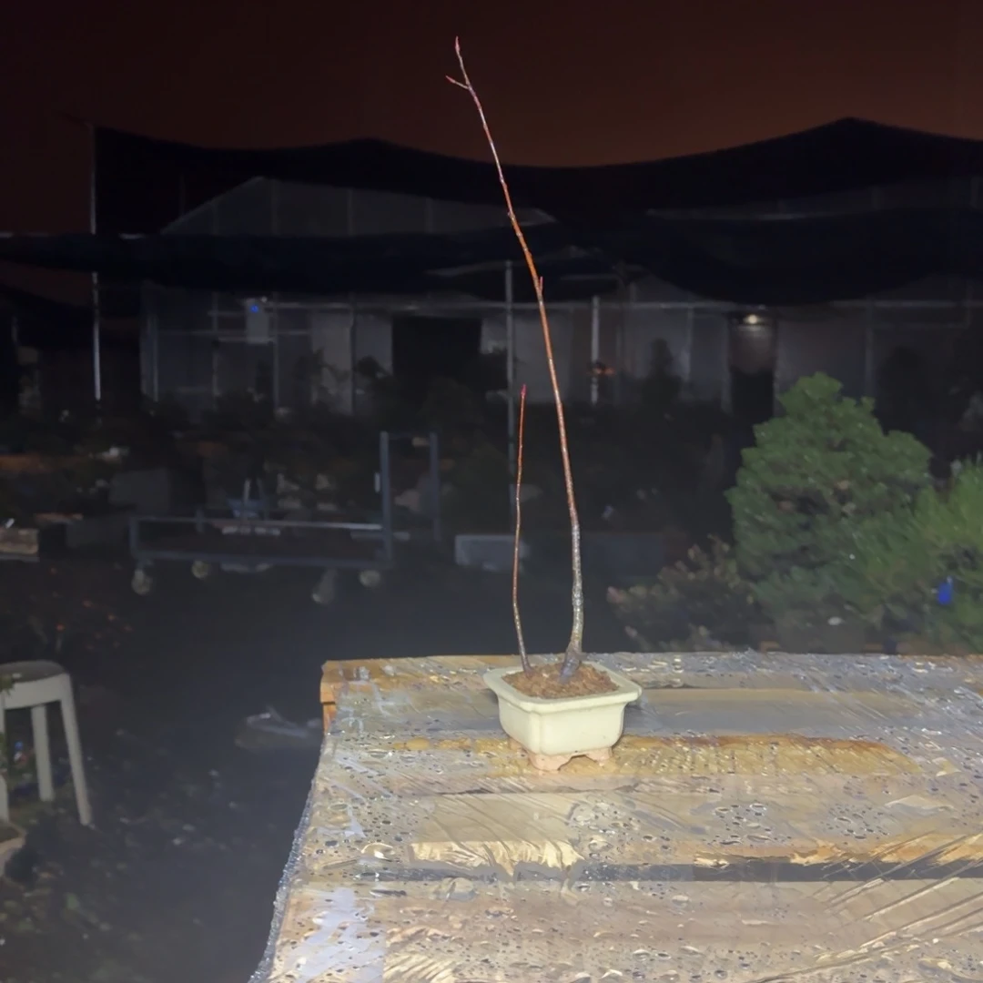 大****旅花卉苗木花卉