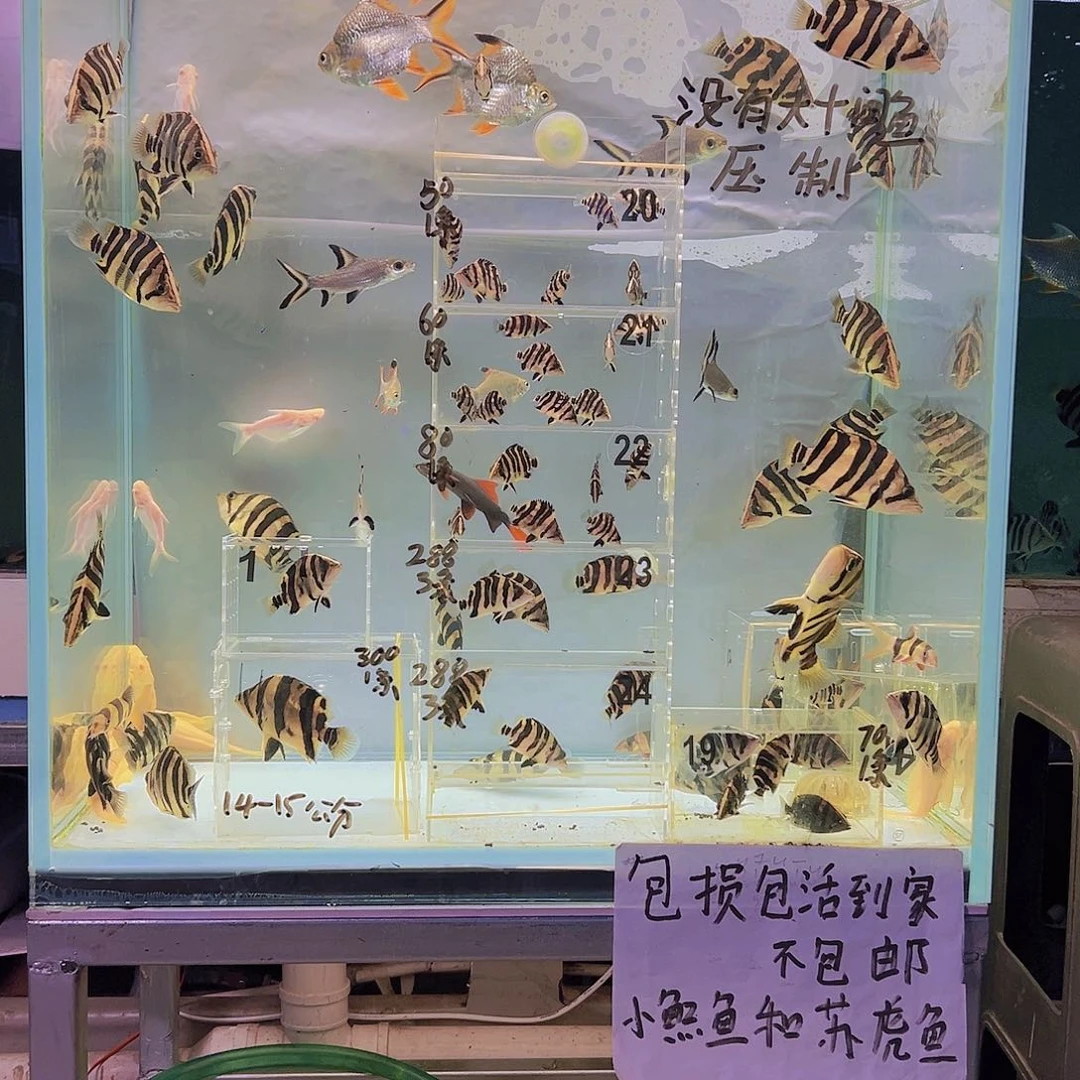 虎鱼练手虎鱼14共分1条杂三文