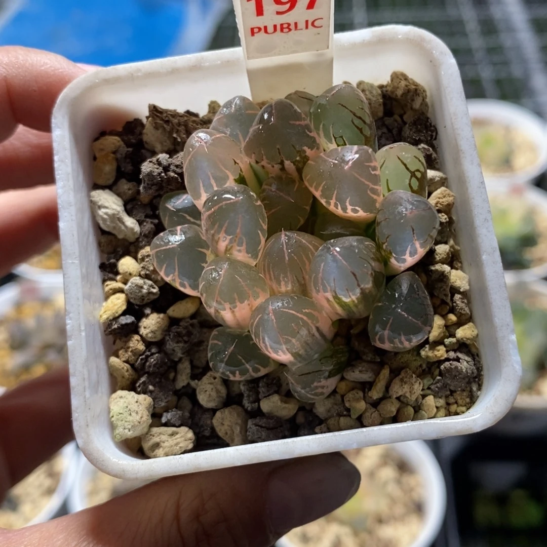 197湖斑灵犀玉露锦