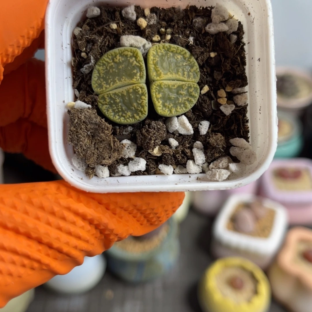 多肉植物一物一拍17