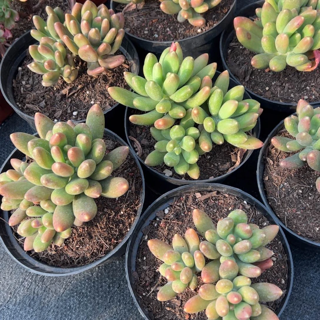 金禅三头群生多肉植物