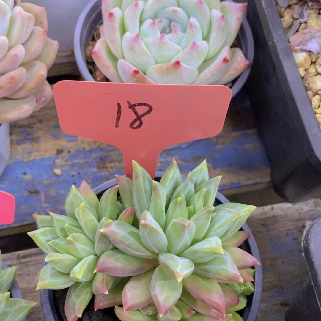 粉丝回馈专场，停播场