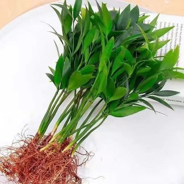 【驱蚊竹】盆栽四季常青卧室竹柏室内水培客厅植物绿植驱蚊好养护