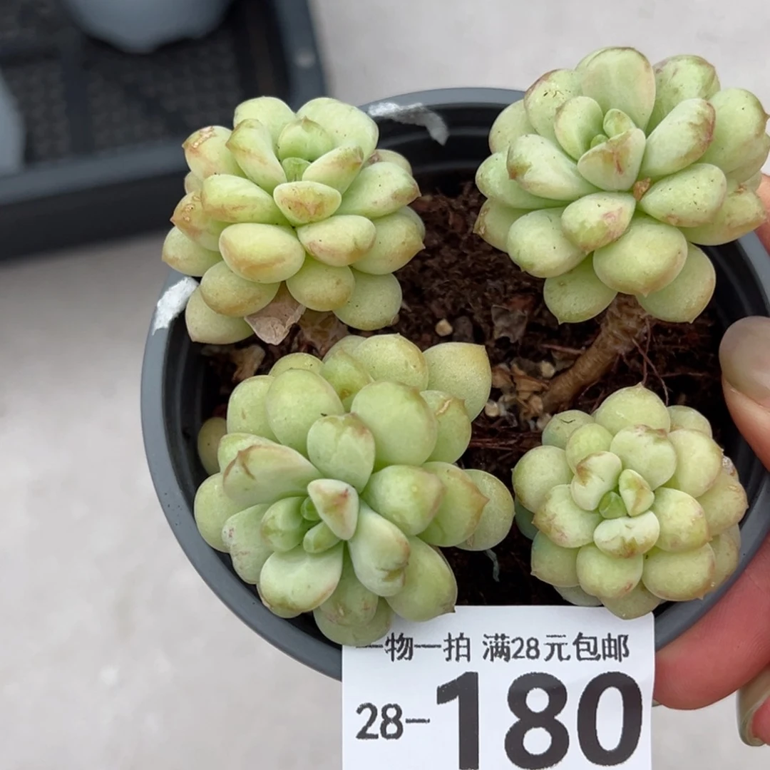 阳光玫瑰多肉多肉多肉多肉多肉