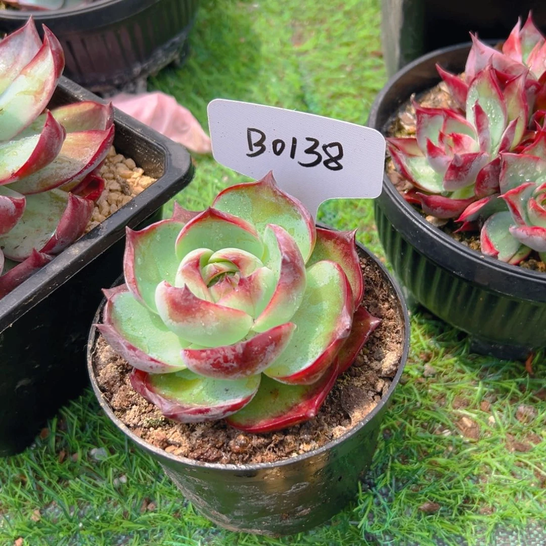 B0138号惊鸿一物一拍
