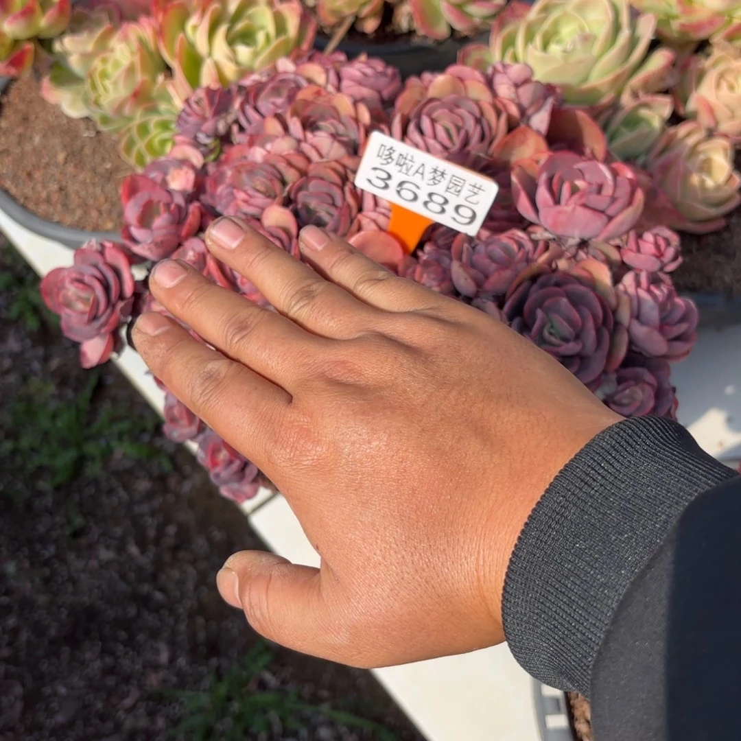 7️⃣****开开心心每一天3689