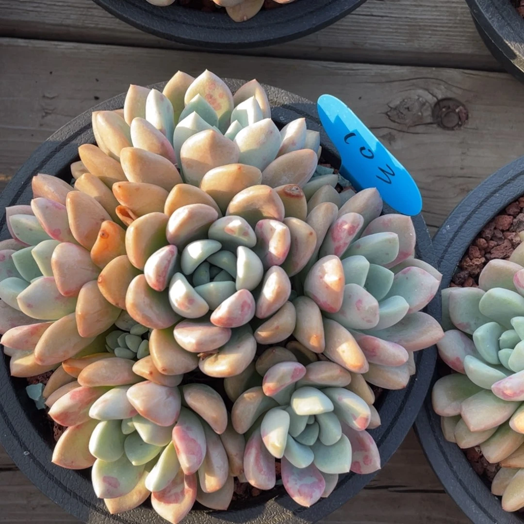 花斑鹿群生无砍无摘103