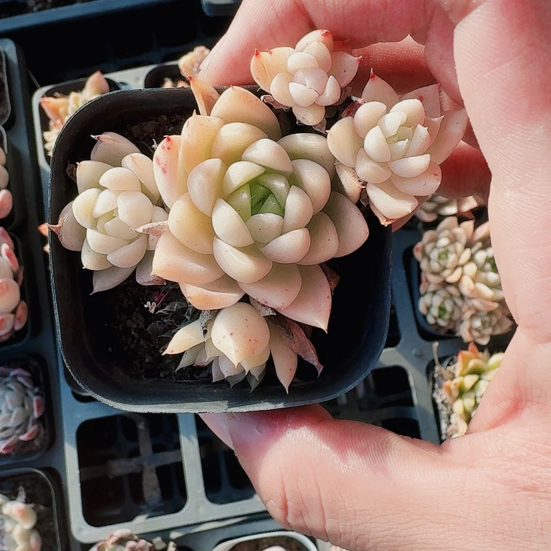 Y*哈哈哈哈哈哈哈哈哈哈