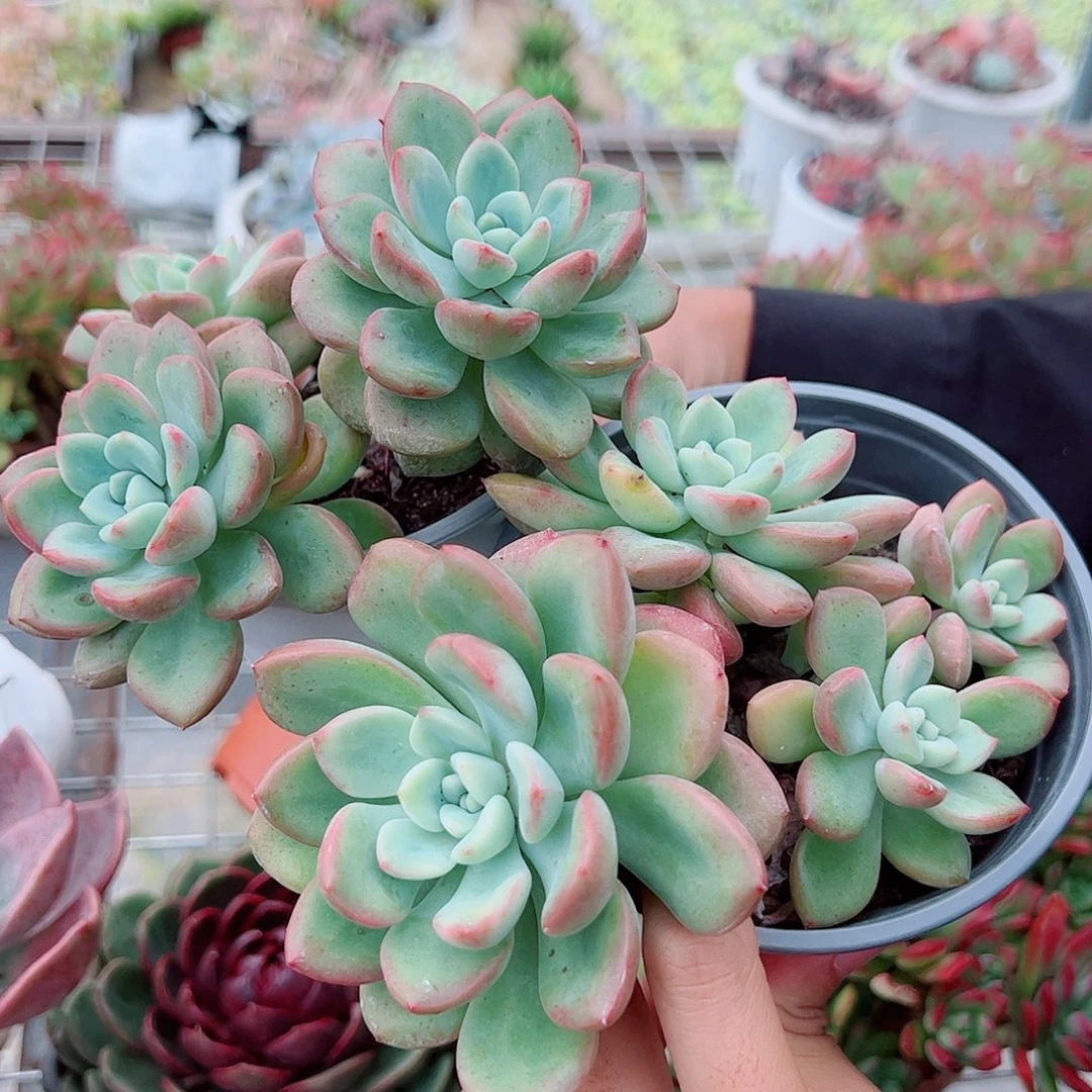 冰清玉洁多头群生两盆