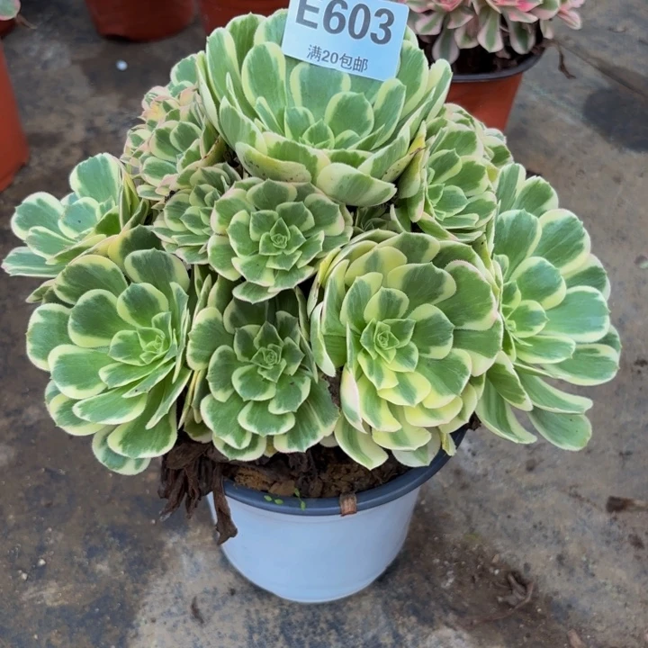 瑞妈多肉园艺603迈