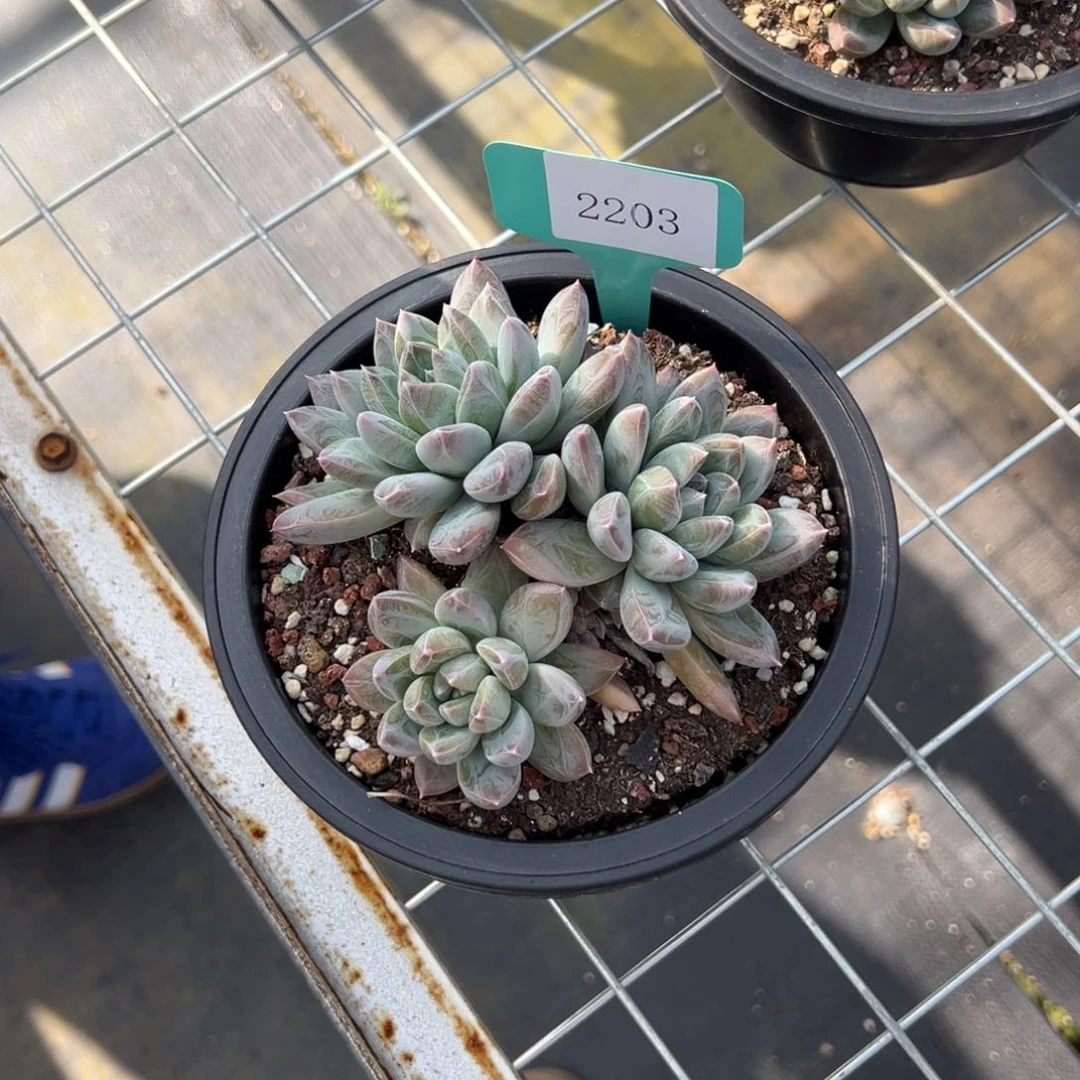 阿*2203肉多么多么肉多么