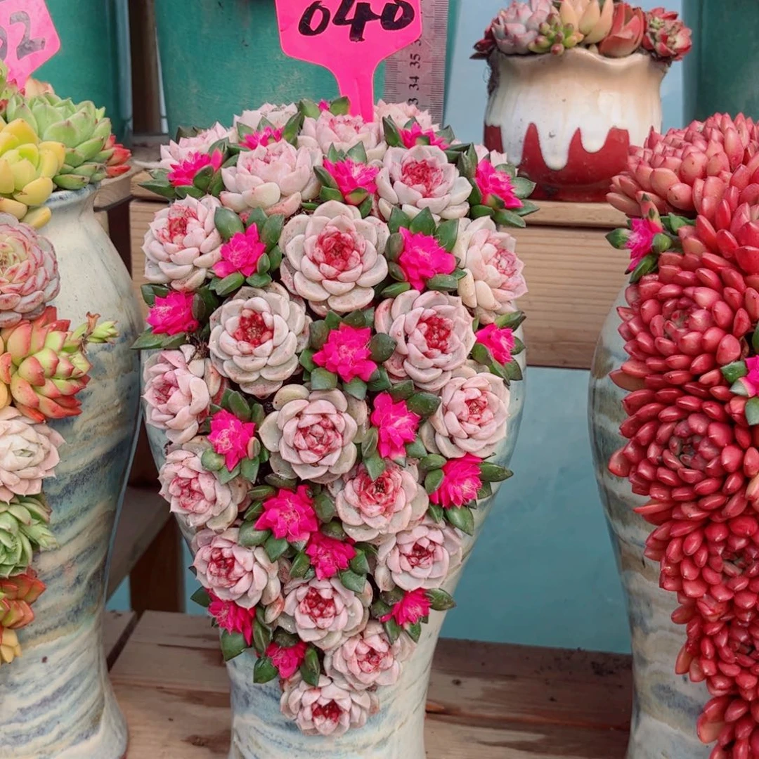 豆*?天鹅绒多肉植物组合