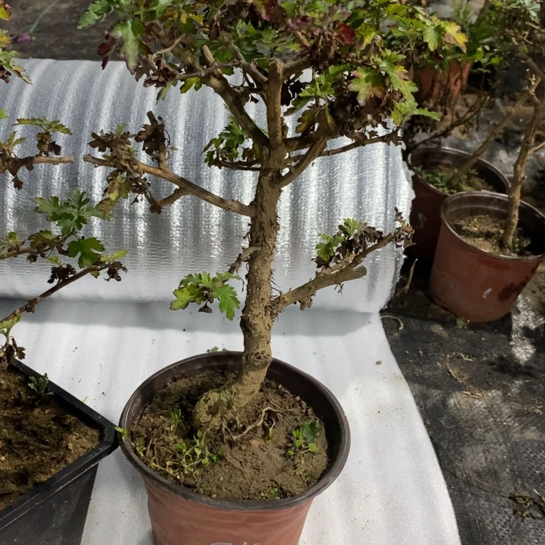 风***～无花朵盆景盆景30