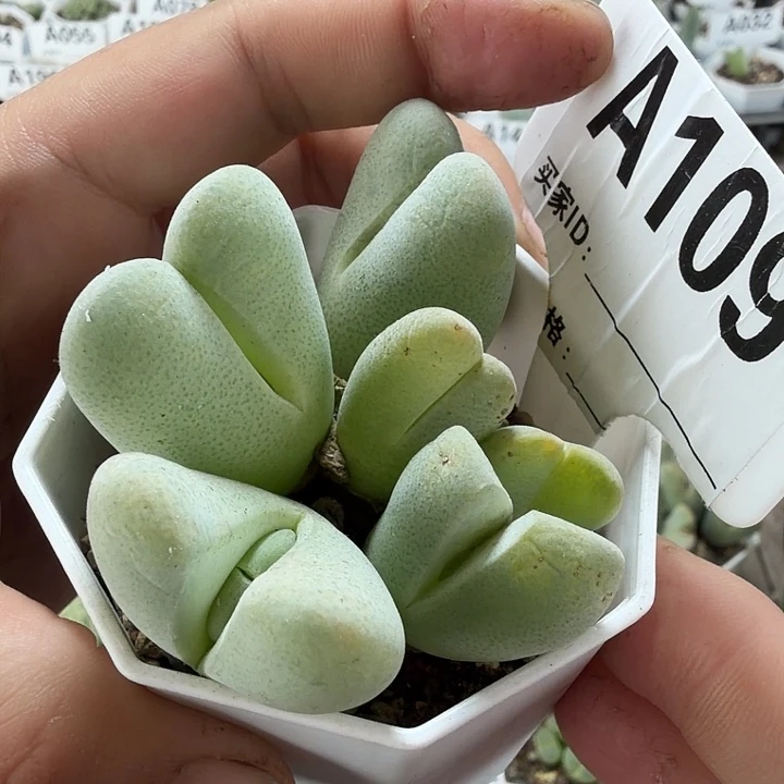 109。满38包邮肉锥