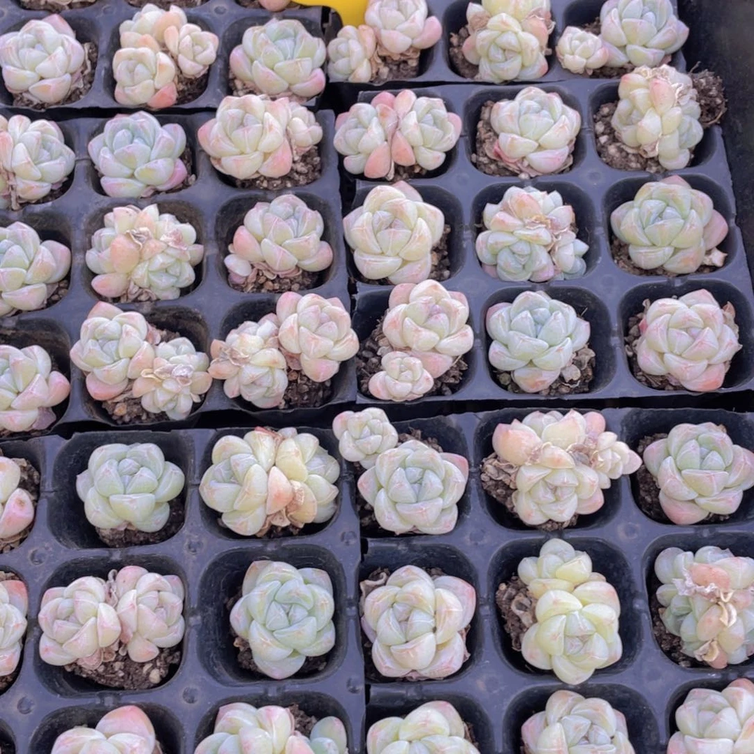 729号 樱花钻石冰玉九个