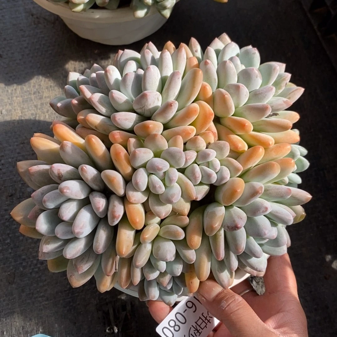 两单包邮1116-80香水