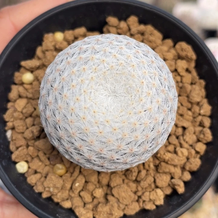 大玉白鸟         实生根