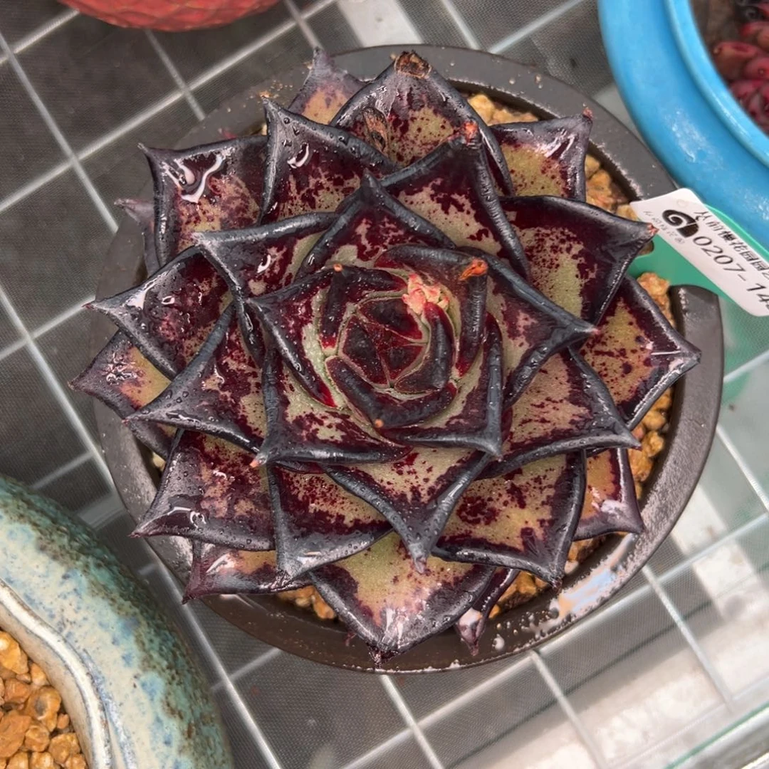 多肉一物一拍0207-143