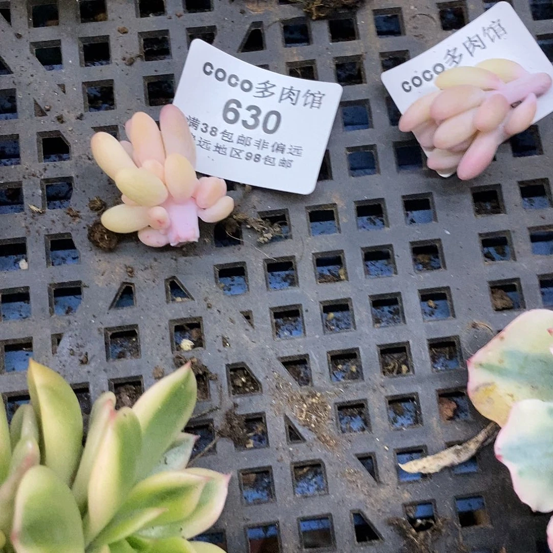 ?**?630婴儿手指锦炸多肉植物