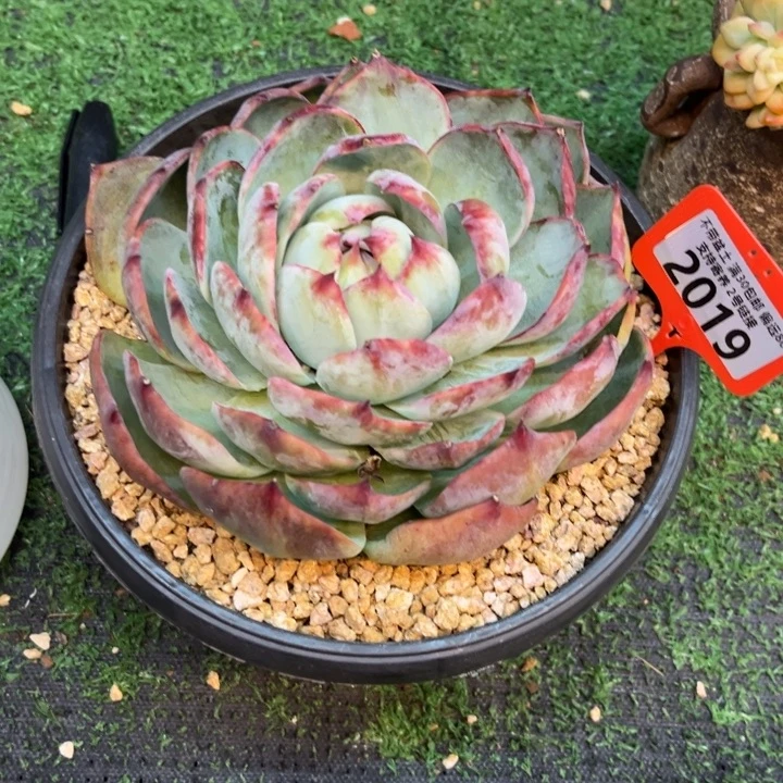 2019惊鸿 满36包邮发货