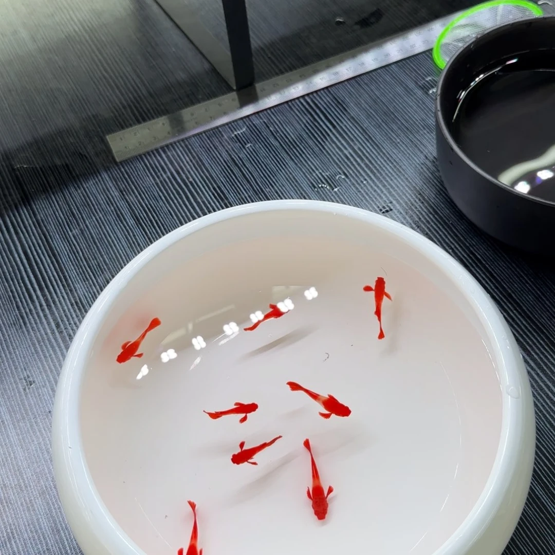 孔雀鱼双分水清缸福利价