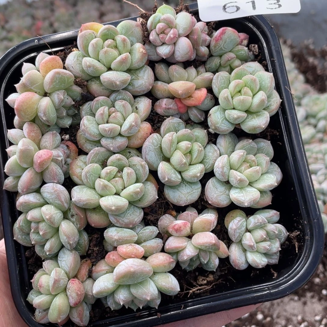 云糖心多肉植物613