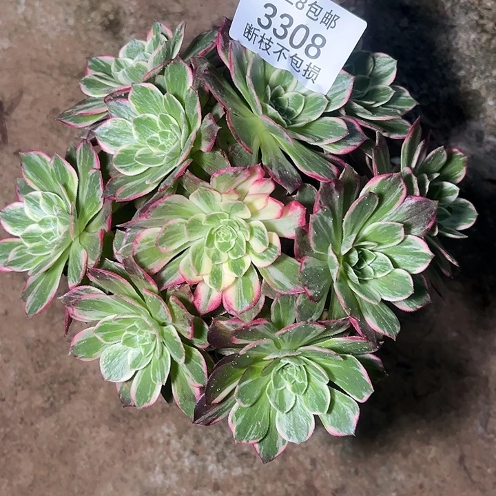 3308万花筒多肉植物