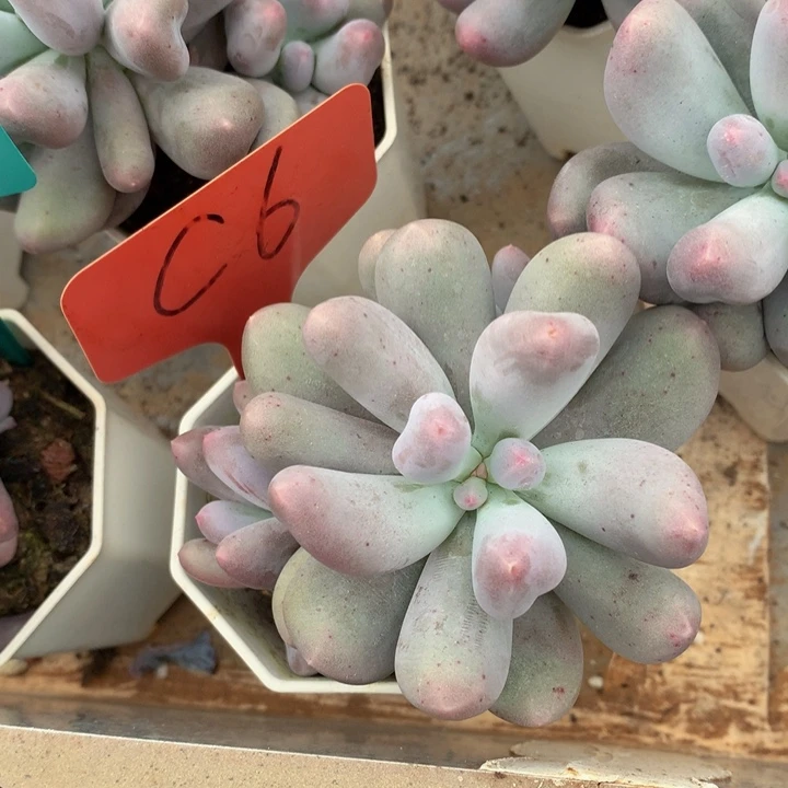 多欧植物737373737