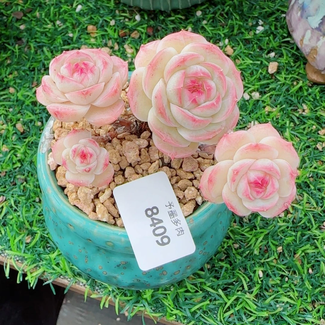 长杆白芷珍妮，8409多肉植物