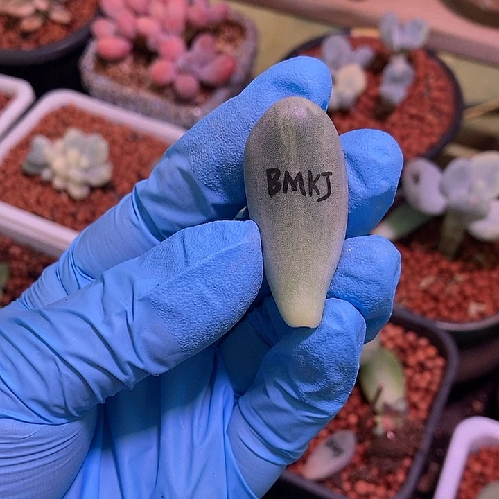 -****ა米可奶酪锦多肉植物