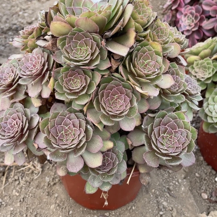 无花朵840多肉植物红魔