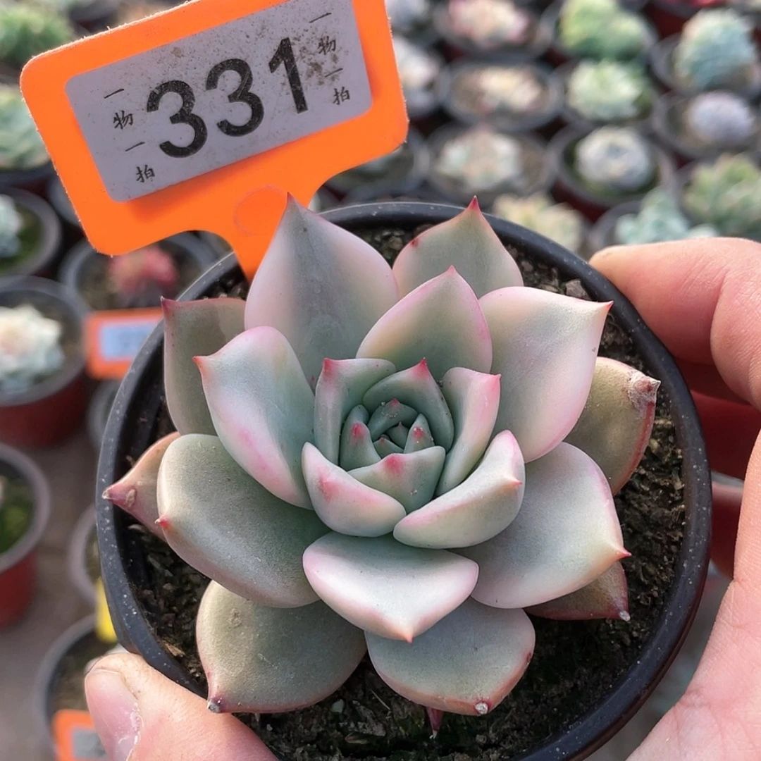 【闪购商品】331号