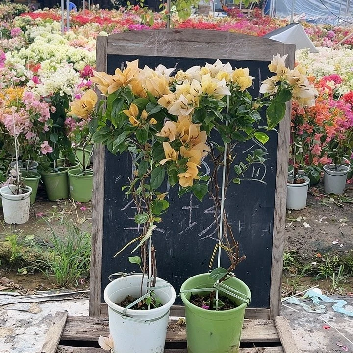 完全开放三角梅苏瓦那