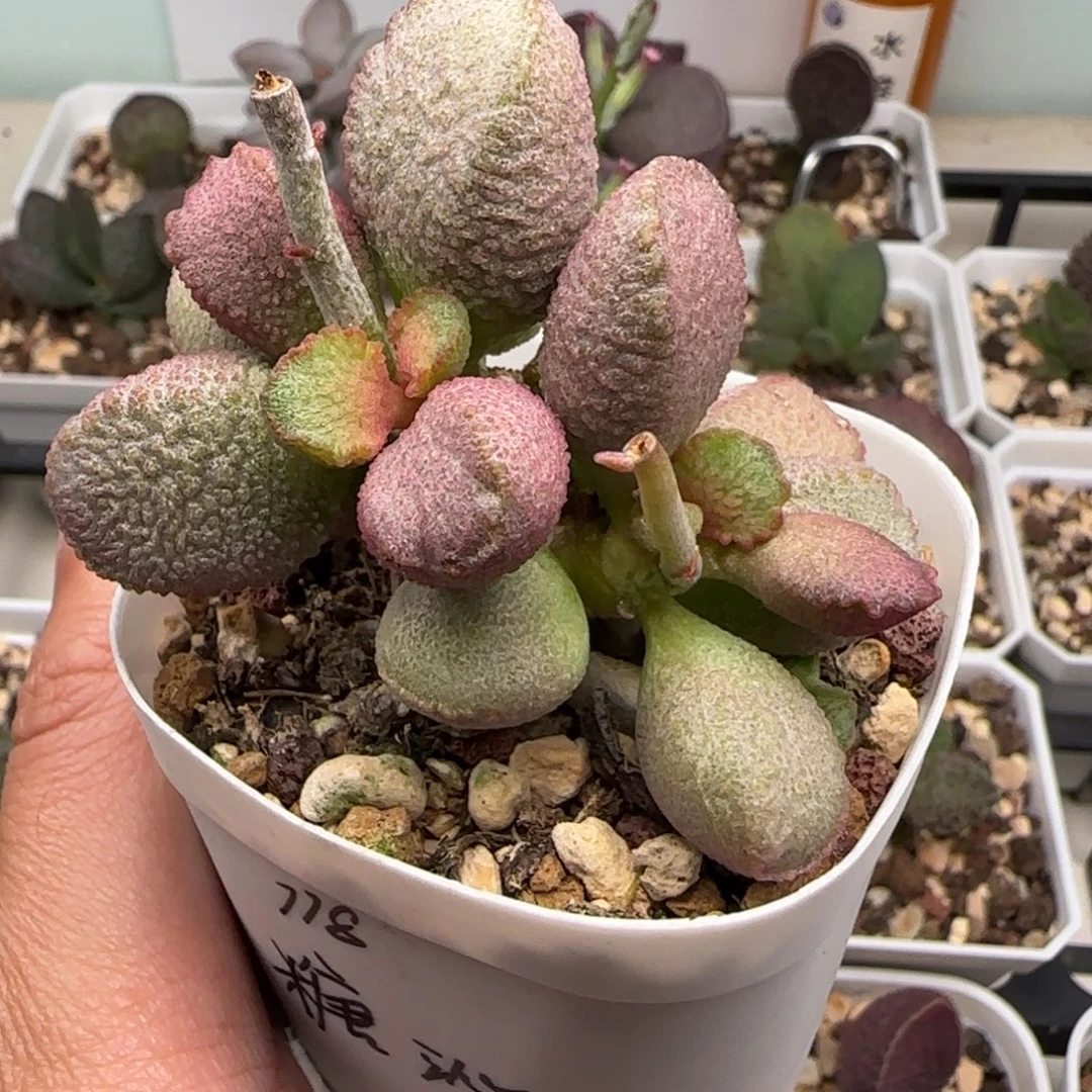 糖沁水泡多肉植物