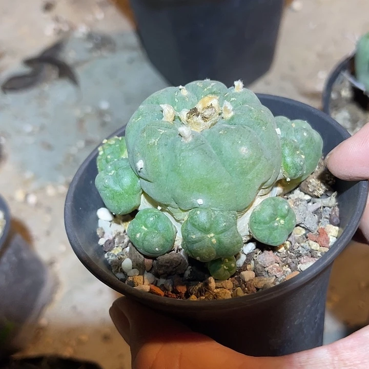 无花朵鱼群一物一拍