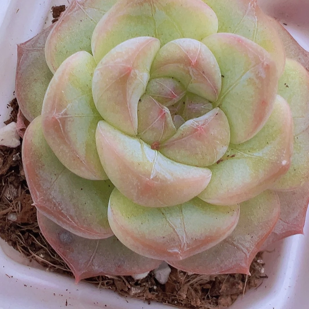 纹星珍妮19包邮多肉