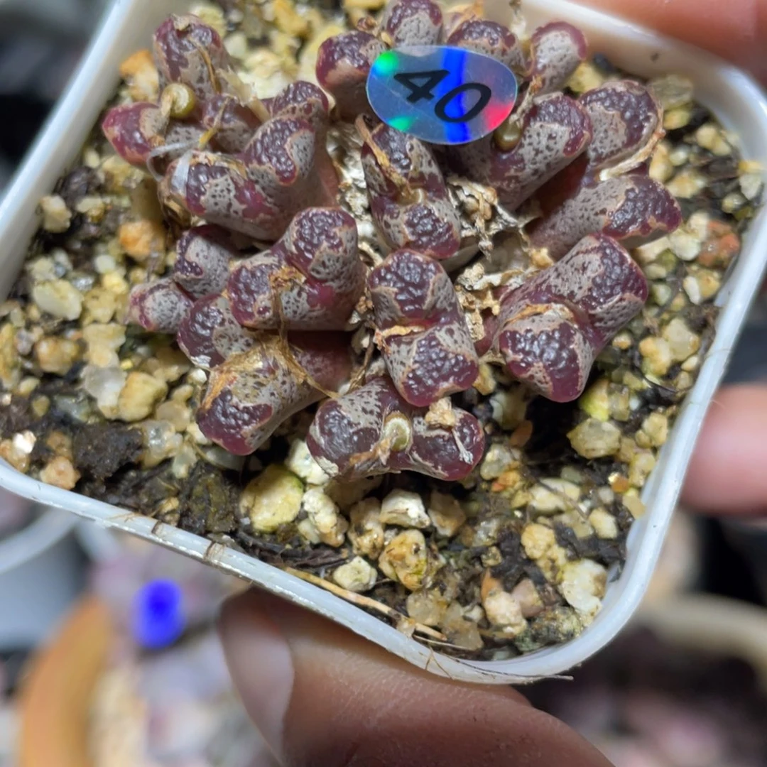 蝴蝶勋章多肉植物