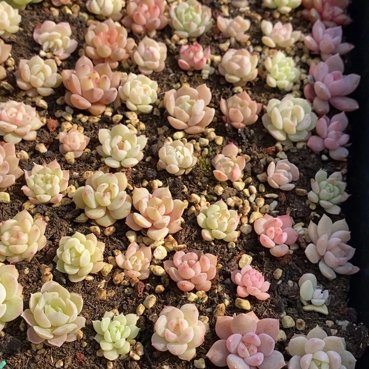 70 多肉植物盆栽花卉