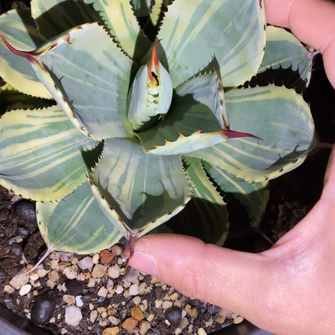 多肉植物龙蛇兰植物