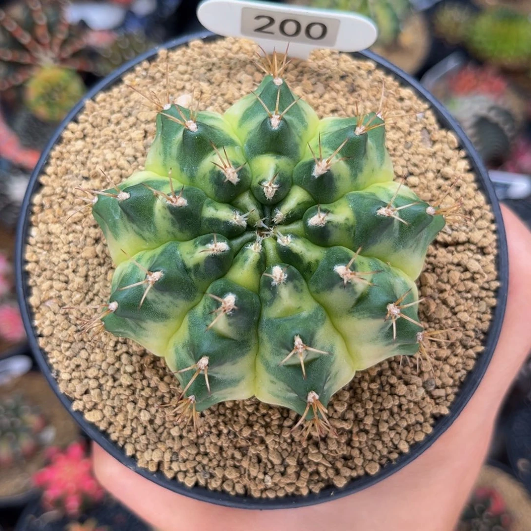 大月亮 米哈仙人球