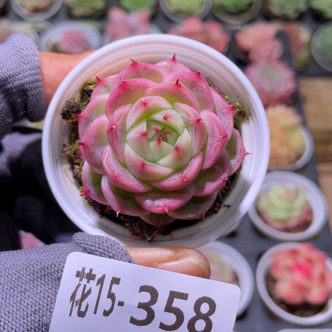 花利美15-358麦秆