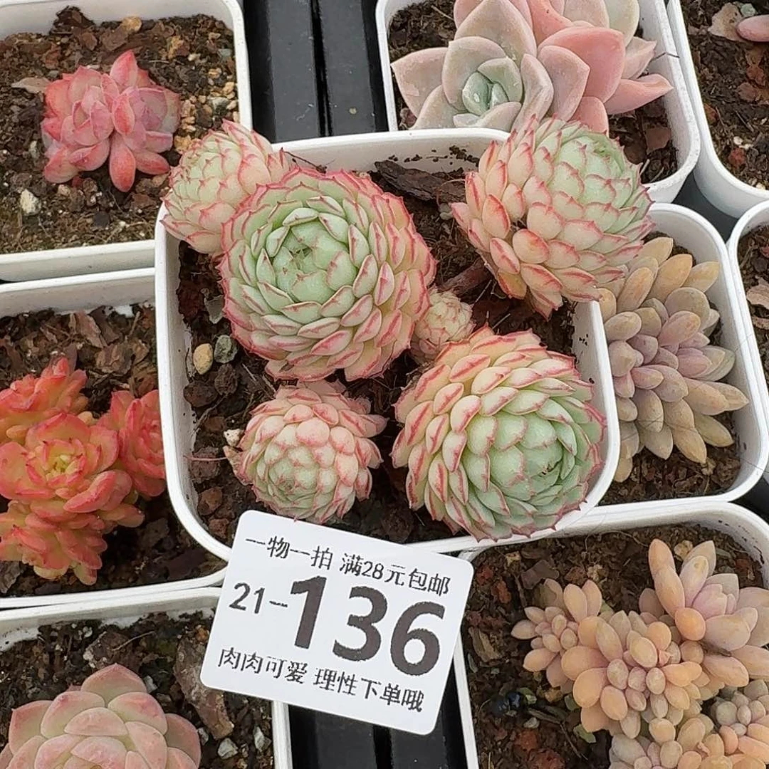 小红船无盆土发货