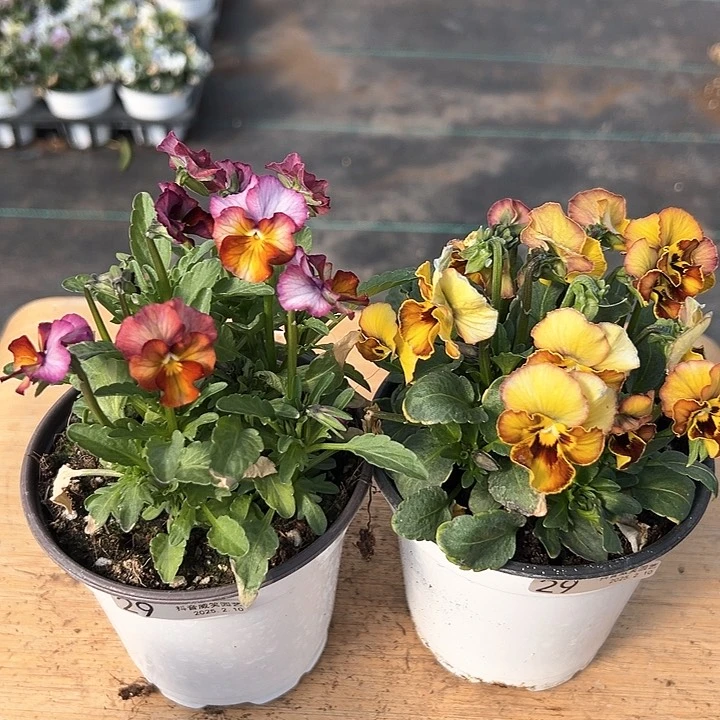 水晶抖音直播闪拍29