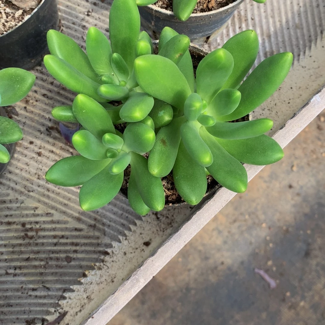 芒果奶小群多肉植物